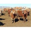 Image 8 : 20/20 Ranching Ltd. - 720# Heifers - 85 Head (Midale, SK)