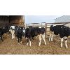 Image 1 : Wavy Lake Farming Co. - 550# Holstein Steers - 12 Head (Daysland, AB)