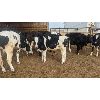 Image 2 : Wavy Lake Farming Co. - 550# Holstein Steers - 12 Head (Daysland, AB)