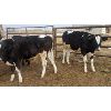 Image 4 : Wavy Lake Farming Co. - 550# Holstein Steers - 12 Head (Daysland, AB)