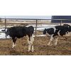 Image 5 : Wavy Lake Farming Co. - 550# Holstein Steers - 12 Head (Daysland, AB)