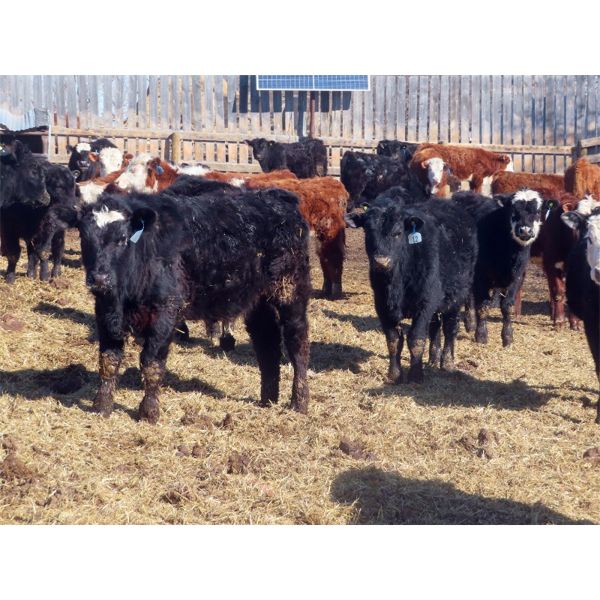 Fuchs Farms - 615# Steers - 60 Head (Vibank, SK)