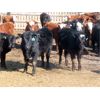 Image 2 : Fuchs Farms - 615# Steers - 60 Head (Vibank, SK)