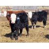 Image 3 : Fuchs Farms - 615# Steers - 60 Head (Vibank, SK)