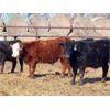 Image 5 : Fuchs Farms - 615# Steers - 60 Head (Vibank, SK)
