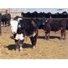 Image 6 : Fuchs Farms - 615# Steers - 60 Head (Vibank, SK)