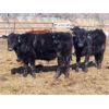 Image 7 : Fuchs Farms - 615# Steers - 60 Head (Vibank, SK)