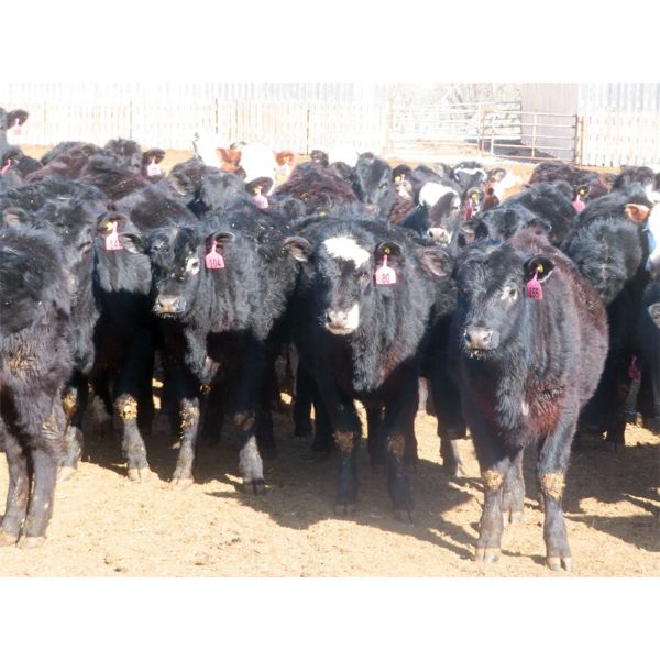 Fuchs Farms - 600# Heifers - 100 Head (Vibank, SK)