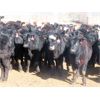Image 1 : Fuchs Farms - 600# Heifers - 100 Head (Vibank, SK)