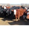 Image 2 : Fuchs Farms - 600# Heifers - 100 Head (Vibank, SK)