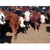 Image 4 : Fuchs Farms - 600# Heifers - 100 Head (Vibank, SK)
