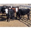 Image 5 : Fuchs Farms - 600# Heifers - 100 Head (Vibank, SK)