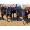 Image 6 : Fuchs Farms - 600# Heifers - 100 Head (Vibank, SK)