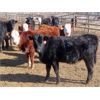 Image 7 : Fuchs Farms - 600# Heifers - 100 Head (Vibank, SK)