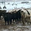 Image 1 : Idaho Dairies/Ranches - 45 cows (Burley, ID)