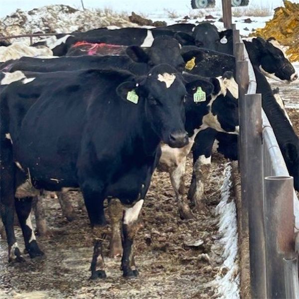 Idaho Dairies/Ranches - 26 Cows & 1 Bull (Burley, ID)