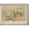 Image 2 : 2 copper engravings by Collins Averssuk; early steel engraving of a bear (37)