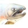 Image 5 : Carved wood dolly varden trout 20" long by Michael Scott (2)