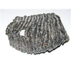 8" mastodon tooth (2)