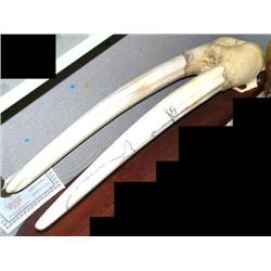 30" white ivory head mount scrimshawed with whales, kayakers (2)