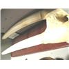 Image 3 : 30" white ivory head mount scrimshawed with whales, kayakers (2)