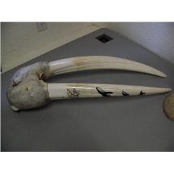 Scrimshawed walrus head mount by William Pelowook- scrimshawed with 3 whales and 2 bears on each tus