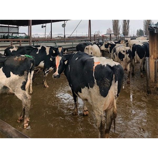 Idaho Dairies - 72 Cows & 2 Steers (Burley, ID)