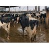 Image 1 : Idaho Dairies - 72 Cows & 2 Steers (Burley, ID)