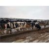 Image 2 : Idaho Dairies - 72 Cows & 2 Steers (Burley, ID)