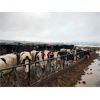 Image 3 : Idaho Dairies - 72 Cows & 2 Steers (Burley, ID)