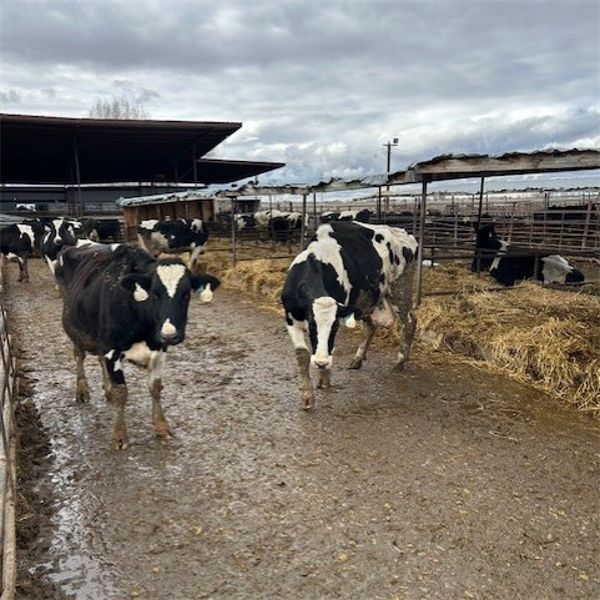 Idaho Dairies - 45 Cows & 3 Bulls (Burley, ID)