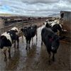 Image 3 : Idaho Dairies - 45 Cows & 3 Bulls (Burley, ID)