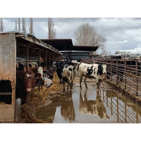 Idaho Dairies - 26 Cows, 6 Heifers & 4 Bulls (Burley, ID)