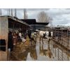 Image 1 : Idaho Dairies - 26 Cows, 6 Heifers & 4 Bulls (Burley, ID)