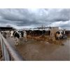 Image 2 : Idaho Dairies - 26 Cows, 6 Heifers & 4 Bulls (Burley, ID)