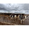Image 3 : Idaho Dairies - 26 Cows, 6 Heifers & 4 Bulls (Burley, ID)