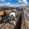 Image 1 : Idaho Dairies - 19 Cows (Burley, ID)