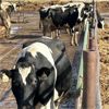 Image 2 : Idaho Dairies - 19 Cows (Burley, ID)