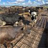 Image 3 : Idaho Dairies - 19 Cows (Burley, ID)