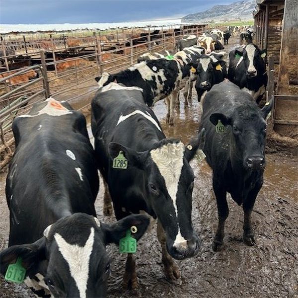 Idaho Dairies - 33 Cows & 2 Bulls (Burley, ID)
