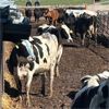 Image 1 : Idaho Dairies - 36 Cows (Burley, ID)