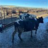 Image 3 : Idaho Dairies - 36 Cows (Burley, ID)