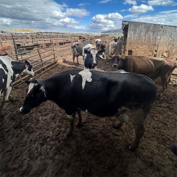 Idaho Dairies - 65 Cows & 4 Bulls (Burley, ID)