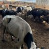 Image 3 : Idaho Dairies - 65 Cows & 4 Bulls (Burley, ID)