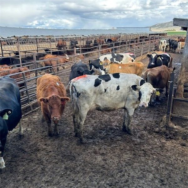 Idaho Dairies - 50 Cows, 1 Steer & 5 Bulls (Burley, ID)