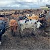 Image 1 : Idaho Dairies - 50 Cows, 1 Steer & 5 Bulls (Burley, ID)