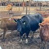 Image 2 : Idaho Dairies - 50 Cows, 1 Steer & 5 Bulls (Burley, ID)