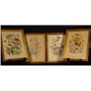 Image 1 : SERIES OF FOUR FRAMED BOTANICAL PRINTS