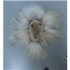 Image 1 : 10" mask by D. Curtis made of whale bone, mammoth ivory and wolf fur (2)