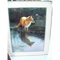 Framed print by B. L. Marris of red fox (53)
